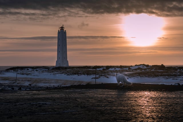 A white arctic fox is walking towards a lighthouse at sunset on the Snæfellsnes Peninsula