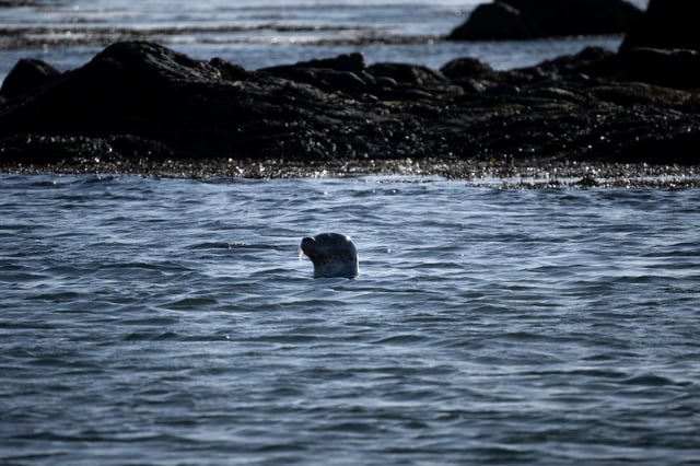 A seal is peaking his head out of the water