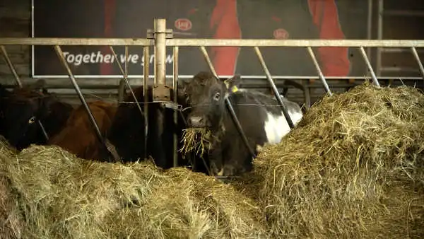 Une vache mange du foin à l'intérieur de la ferme