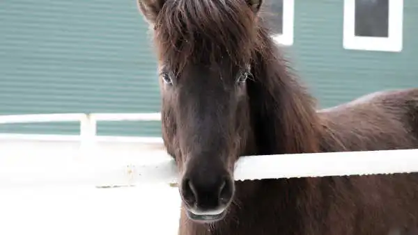 Un cheval brun regarde dans l'appareil photo avec intensité