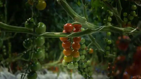 Petites tomates en train de pousser sur un plan de tomates