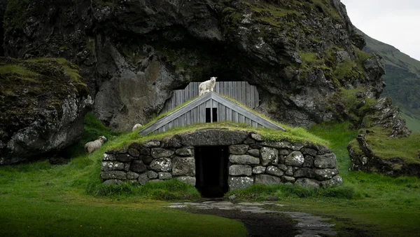 A lamb stands on the top of the Rútshellir turf house on a south coast tour