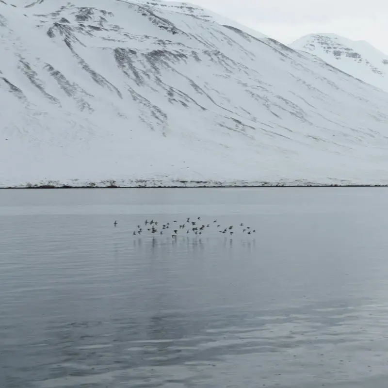 black birds flying over the sea before snow covered mountains