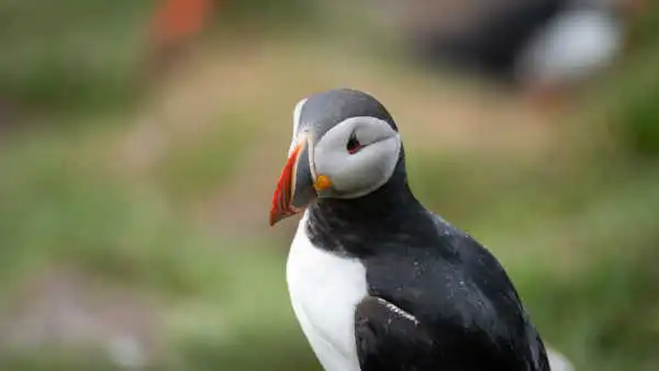 Closeup of a colourful puffin