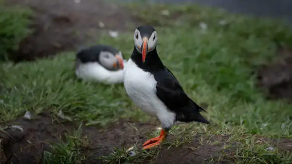 Two puffins, including one looking directly at the camera