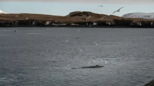 A whale is showing her back when dozens of birds are flying around.