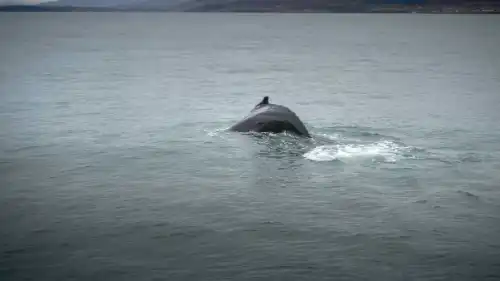 A whale is showing her back as it is diving back into the water.