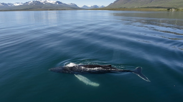 Magnificent humpback whale breach during Eyjafjörður whale watching cruise