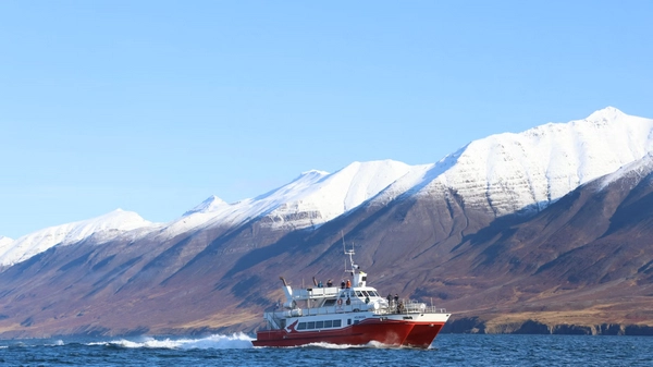 Playful dolphins accompanying whale watching cruise in Iceland's longest fjord