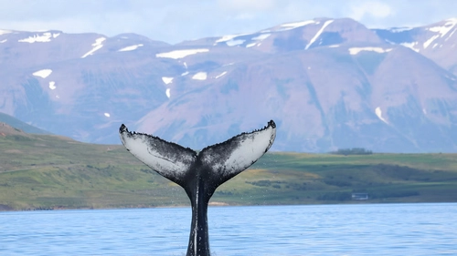 Modern whale watching vessel with humpback whale in Eyjafjörður fjord