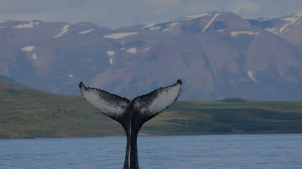 Spectacular view of Eyjafjörður fjord from modern whale watching cruise