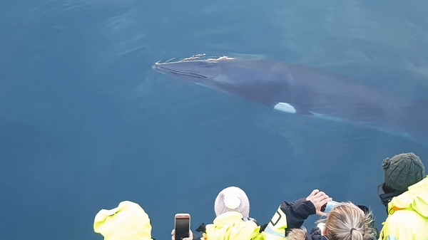 Passengers enjoying whale watching from deck