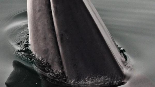 Small group on RIB boat wearing safety gear observing marine wildlife