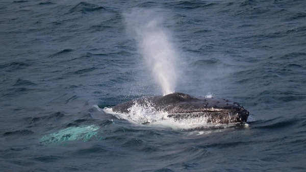 Passengers fishing from boat deck while watching for whales in background