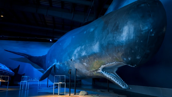 Interactive whale skeleton display with educational information panels
