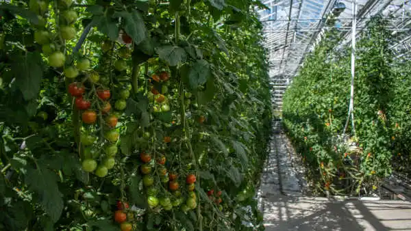 Some cherry tomatoes are groing inside of a greenhouse in Iceland