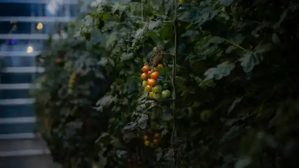 Some cherry tomatoes, red, green and orange, are growing on a plant inside