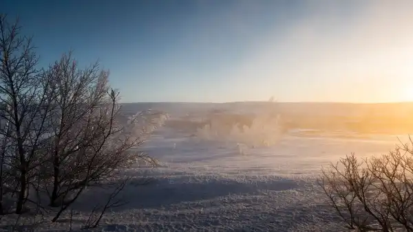 Winterscape and frozen trees under a soft morning light