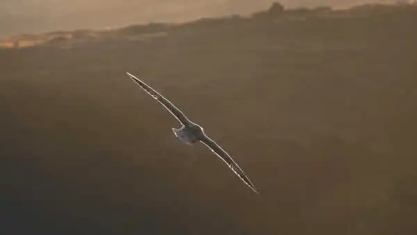 A seagull is photographed in front of sunset