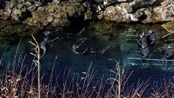 People in dry suit floating in the clear waters of Silfra