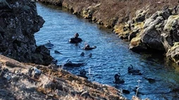 Group of people snorkeling in Silfra between tectonic plates
