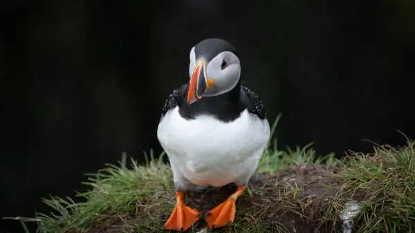 A lonely colourful Puffin under the rain