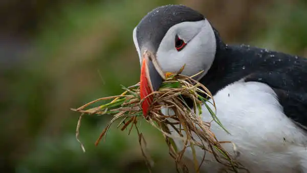 Closeup of a puffin with grass in its beak to make a nest