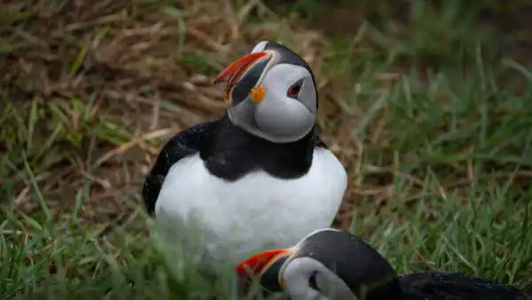 A puffin is looking up to the right