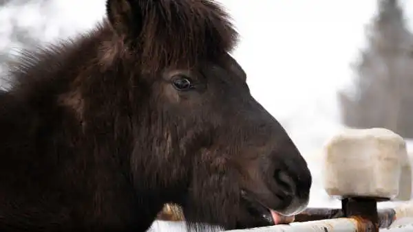 A horse is licking a salt block, and looks like he is smiling