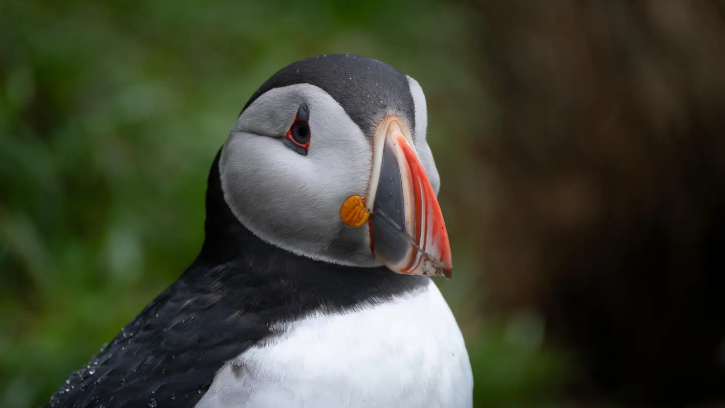 CloseUp of a puffin with a multicolor beak