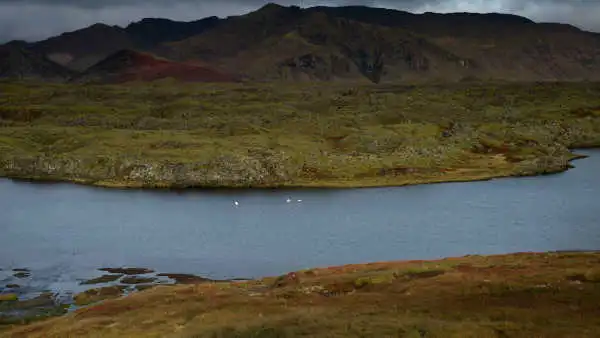 two swans flying over a lake in front of a lava field