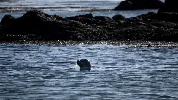 a seal's head is popping over the ocean