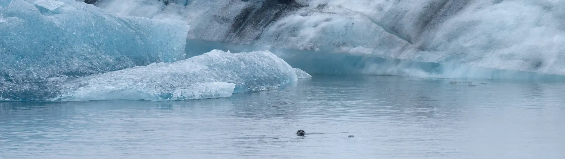 Seal swimming among icebergs