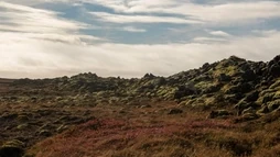 Lava fields covered with moss