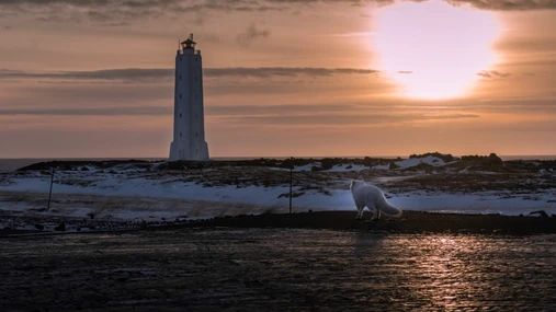 A white arctic fox is walking towards a lighthouse at sunset on the Snæfellsnes Peninsula