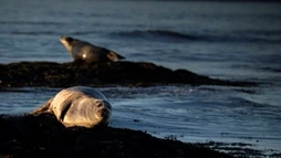 A harbour seal of Ytri-Tunga during our Snæfellsnes tour