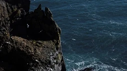Birds soaring and flying off the cliffs of the Snæfellsnes Peninsula