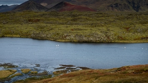 Swam flying above the site of Berserkjahraun.