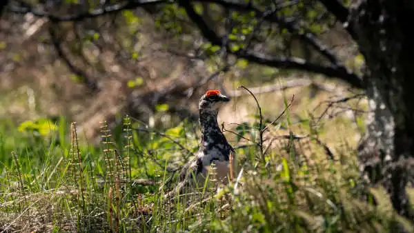 A black and white ptarmigan with a red crete is peeking through tall grass