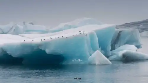 A dozen of tiny birds are resting on a blue iceberg