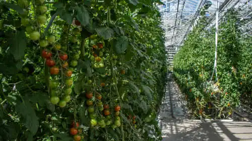 Tomato plants inside of a greenhouse